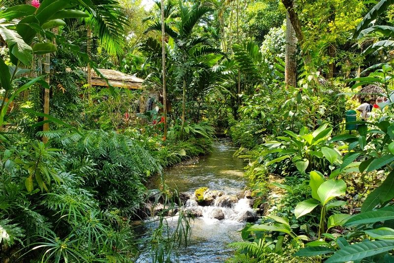 Jamaica's rainforest