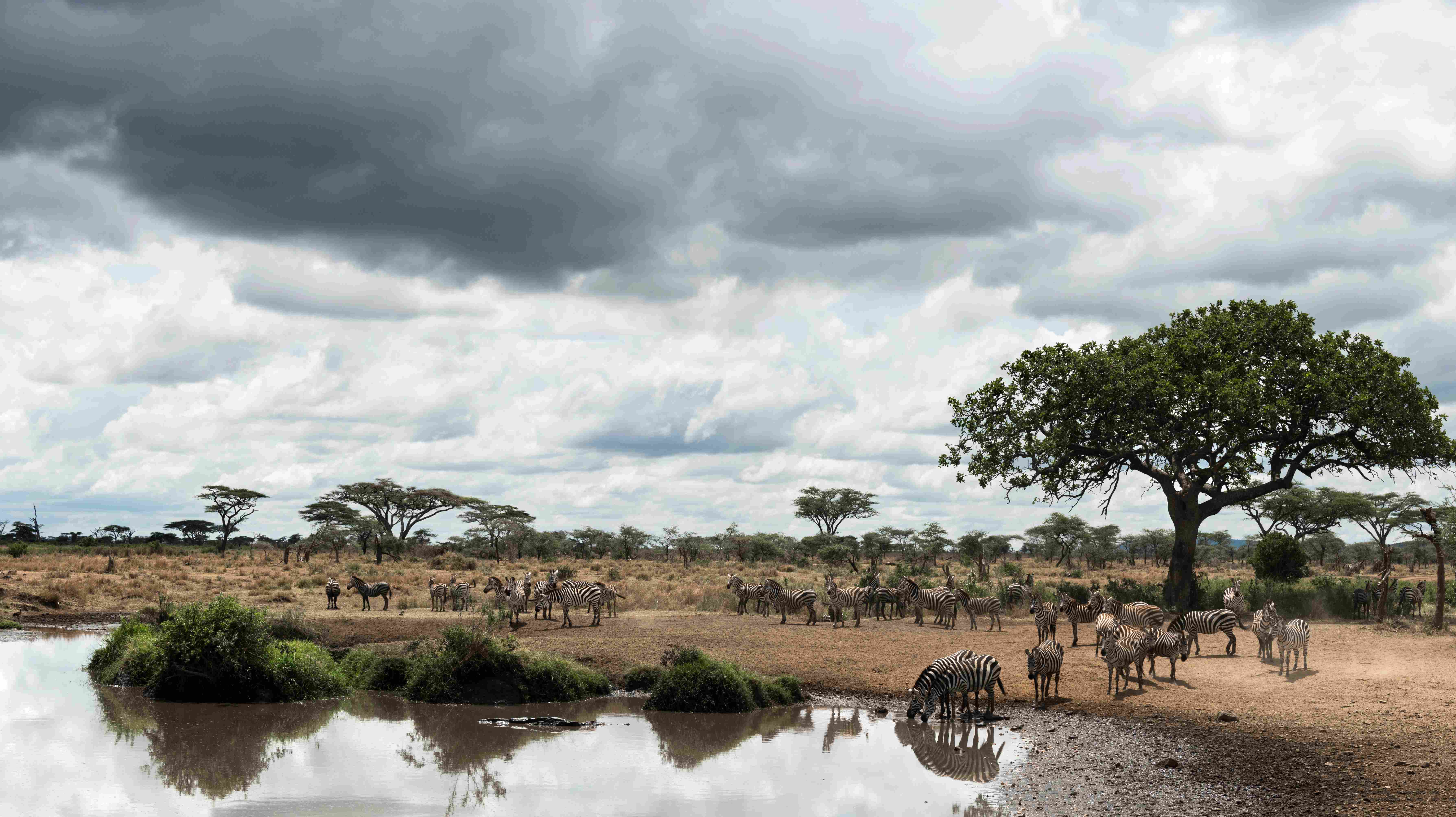 Herd of Zebras in Southern Africa