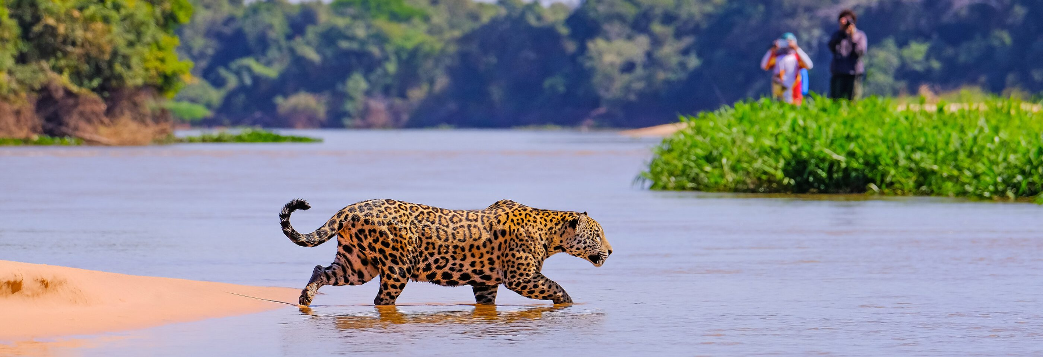 Animal in the Brazilian jungle